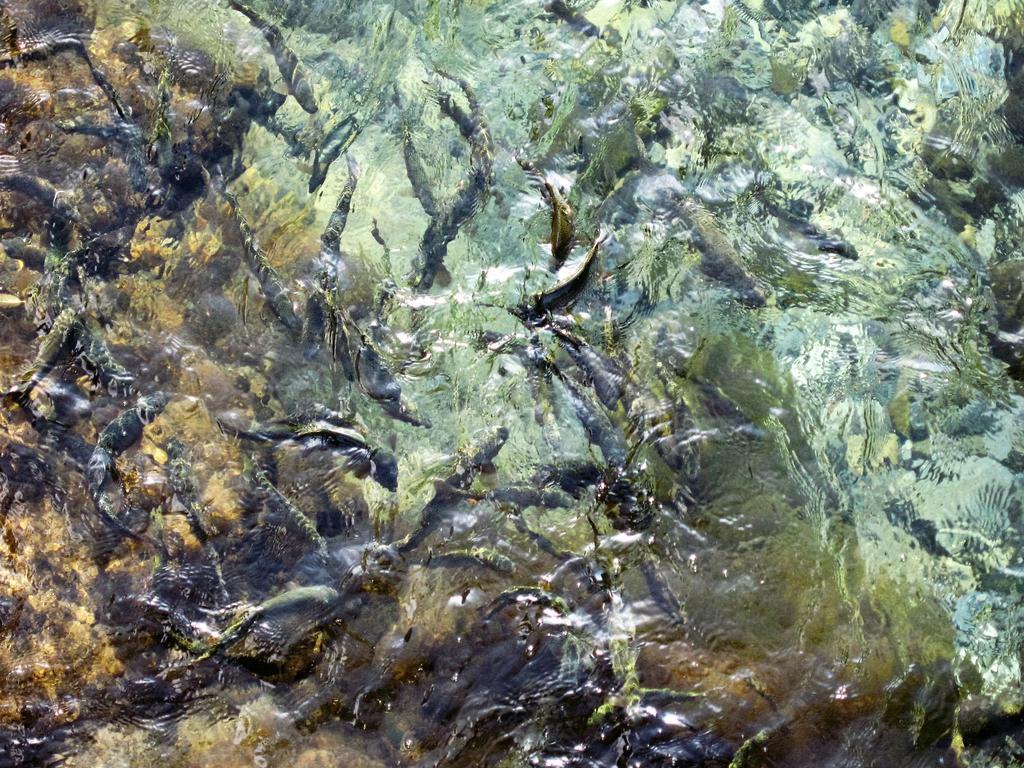 Masugen Ryokan Tenkawa Exteriör bild